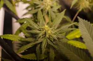 Photo from flickrCreative CommonsBrett LevinLEGAL Colorado marijuana grow
