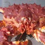 The last commercial opening for red king crab in Southeast was 2011. Photo/ADF&G