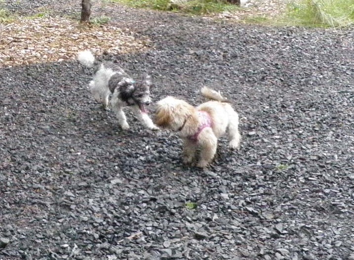 Humane association opens park for little dogs