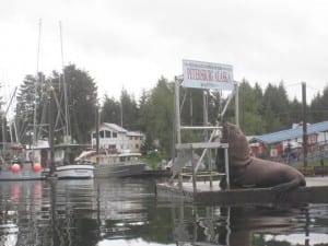 Sea Lion in harbor by Brad Hunter