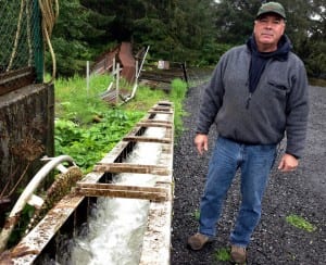 Hatchery Manager, Loren Thompson, stands next to the steep pass, which the king salmon swim up to the holding pond.Photo/Angela Denning