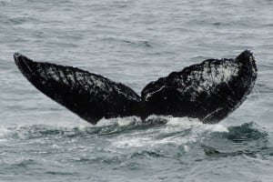 Old Timer's Flukes captured from the deck of the M/V Northern Song on July 12th. (Jim Nahmens/Nature's Spirit Photography)