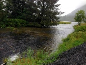 Hundreds of king salmon cast a dark shadow in the creek just below Crystal Lake Hatchery, Aug. 18. Photo/Angela Denning