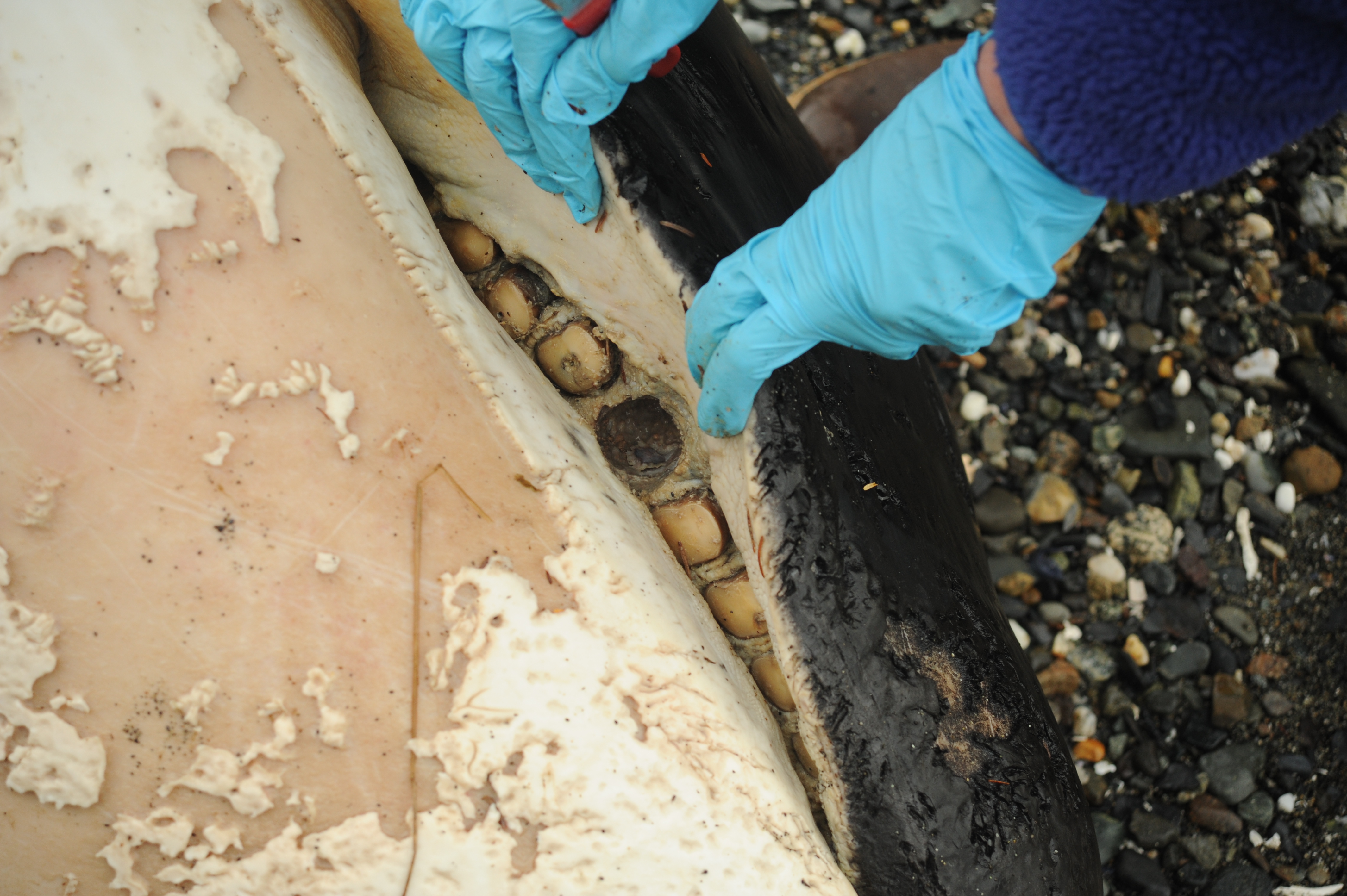 Scientists identify dead killer whale found in Southeast - KFSK