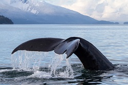 I humpback whale dives in Frederick Sound near Petersburg. (Photo courtesy of Craig Hayslip, Faculty Research Assistant, OSU Marine Mammal Institute)