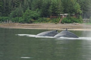 A second humpback has been swimming alongside the entangled humpback since at least June 4, when this photo was taken. The second whale may also be entangled in the anchor line, complicating the entanglement situation. (Photo courtesy of NOAA Fisheries)