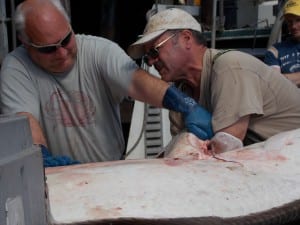 The fish was caught on the Day Spring near Thomas Bay and brought in to be processed at PFI (photo/KFSK)