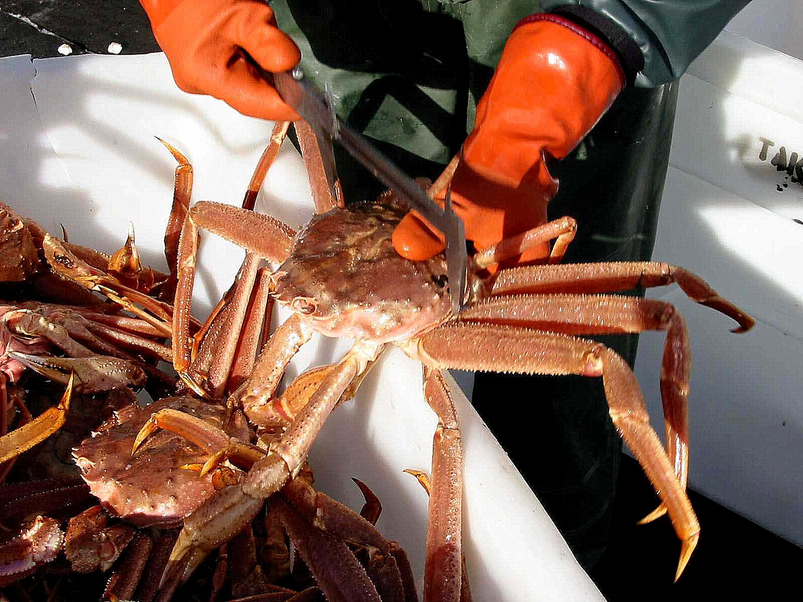 Southeast's Tanner crab fishery saw another good year KFSK