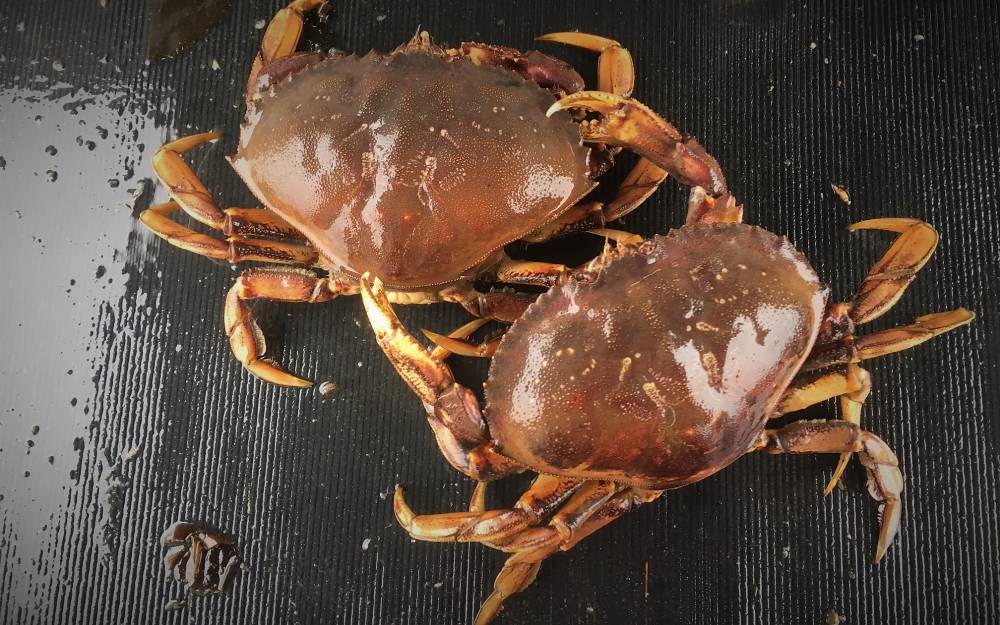 2018 Dungeness crab fisheries in Southeast Alaska best in years KFSK