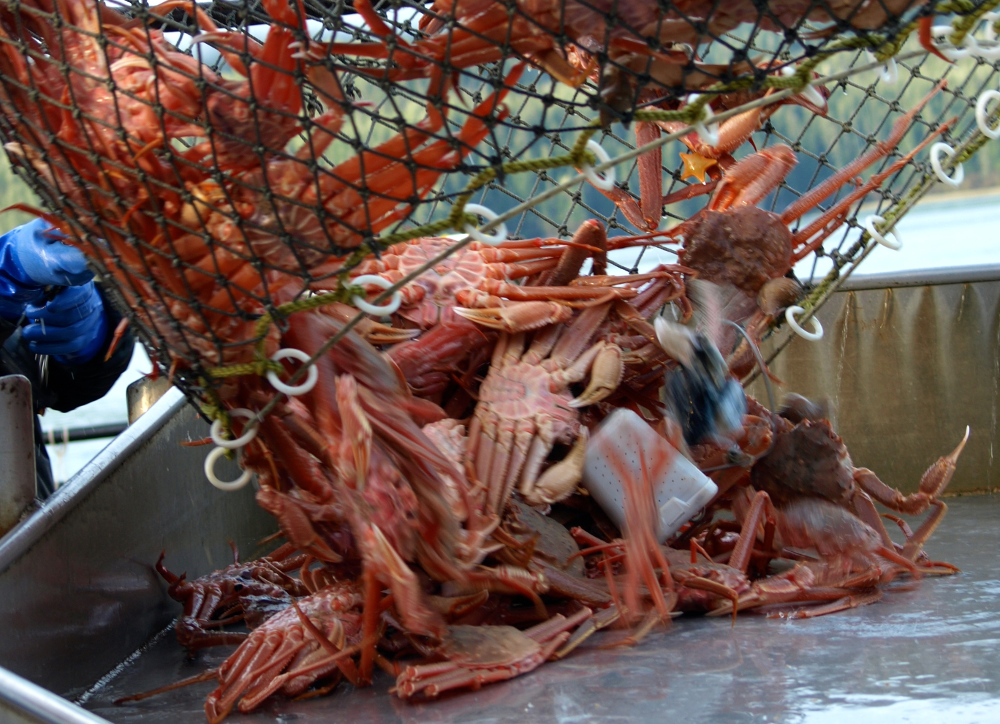 Commercial crabbing wraps up in some parts of SE AK LaptrinhX / News